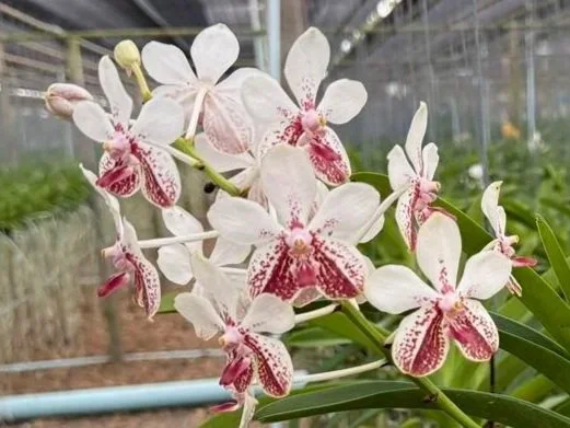 Vanda Samsui — Motes Orchids
